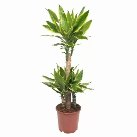 Драцена фрагранс Голден Кост карусель 