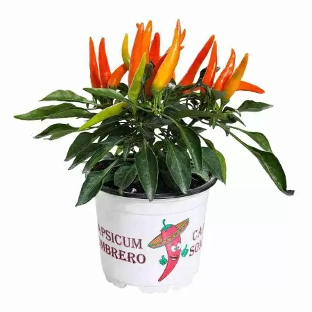 Капсикум Хуп Хуп Капсикум Хуп Хуп