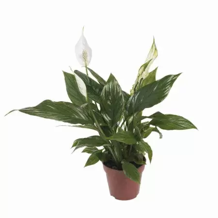 Спатифиллум Свит Сильвана