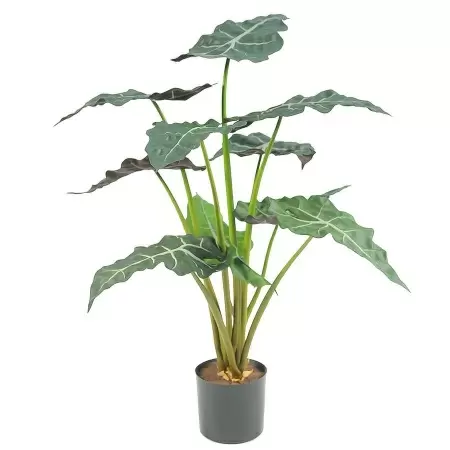 Алоказия искусственная