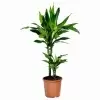 Драцена фрагранс Дорадо 2 ст