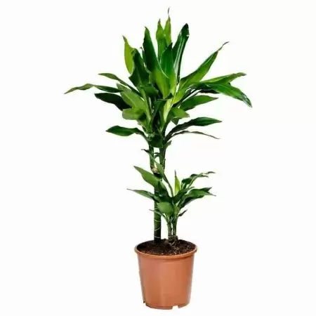 Драцена фрагранс Дорадо 2 ст
