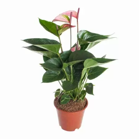 Антуриум андрианум Даймонд вишневый