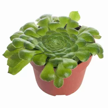 Эониум Ярусный