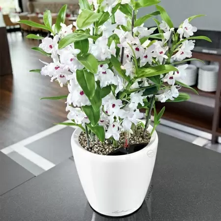 Кашпо Lechuza Classico LS