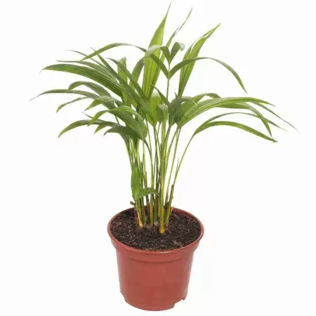 Ховея Форстериана