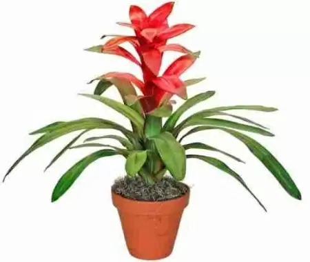 Гузмания Темпо