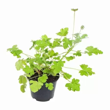 Пеларгония душистая