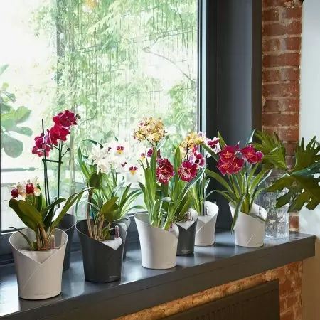 Кашпо Lechuza Orchidea Кашпо Lechuza Orchidea