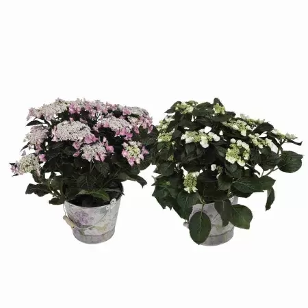 Гортензия мелкопильчатая Берд 