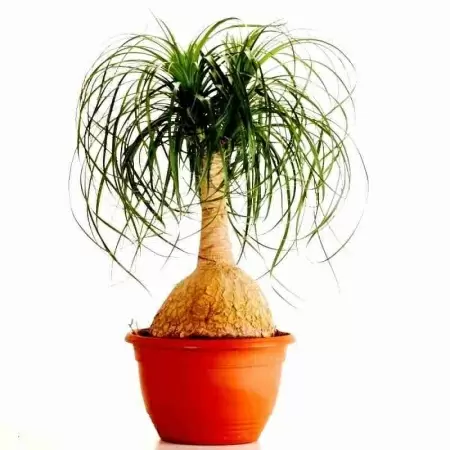 Нолина спутник