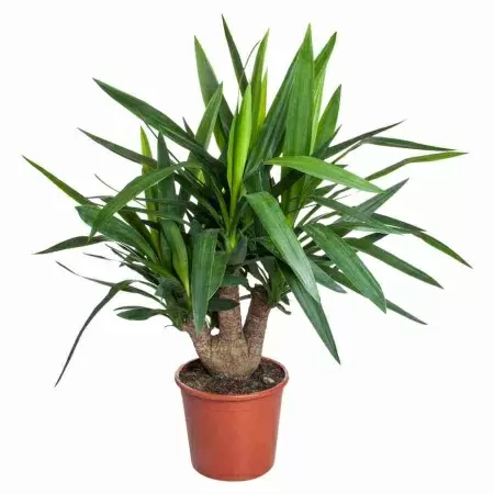 Юкка Разветвленная