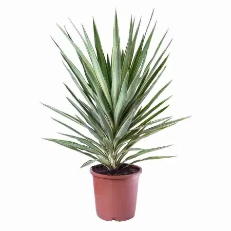 Юкка Джевел Вариегата штамб