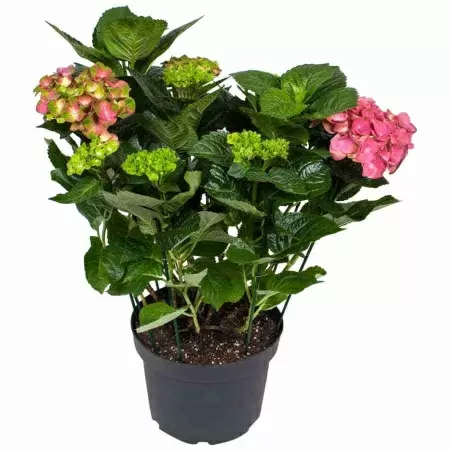 Гортензия Замок Вакербарт