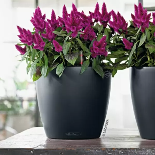 Кашпо Lechuza Classico Color