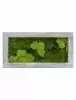 Панно из стабилизированного мха Moss painting Raw
