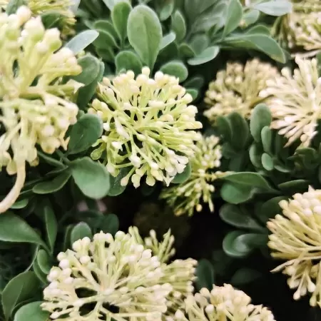 Клевер искусственный