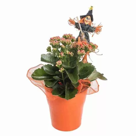 Каланхоэ каландива Дон Сергио