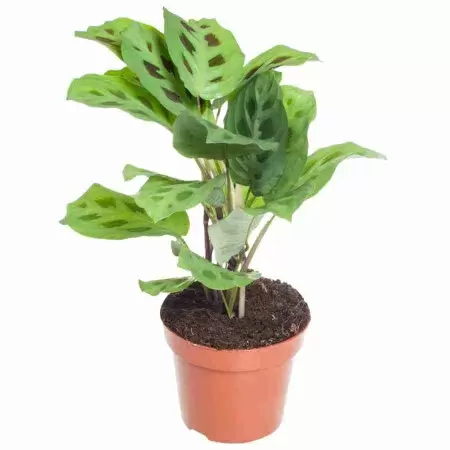 Маранта Кершовиана