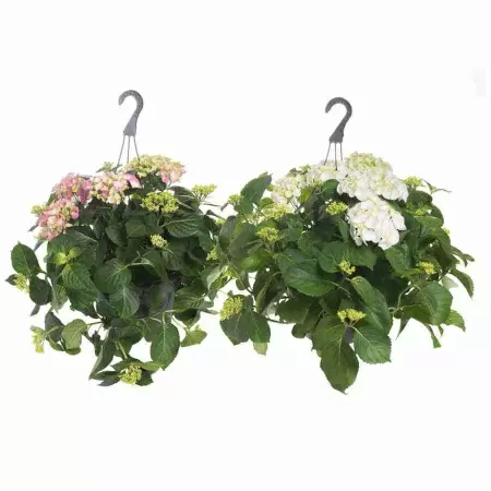 Гортензия микс ампельная