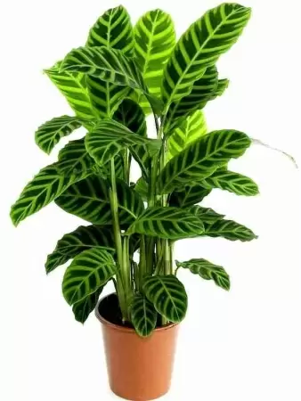 Калатея Зебрина