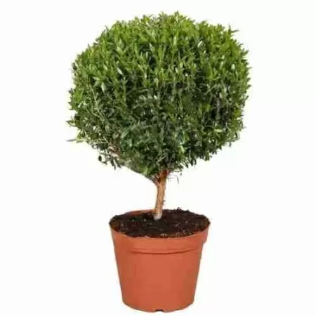 Мирт Обыкновенный