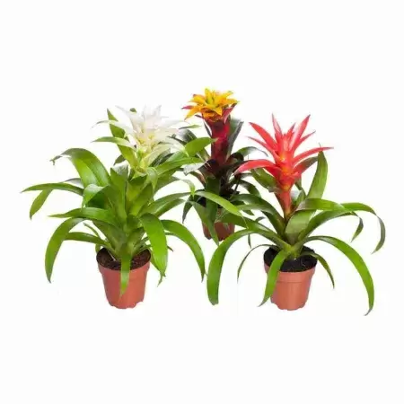 Гузмания Микс