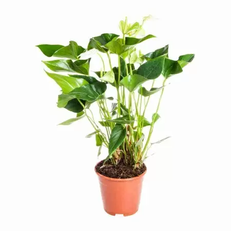 Антуриум андрианум Бьянко