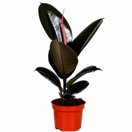 Фикус каучуконосный (эластика) Абиджан