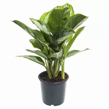 Аглаонема Клеопатра