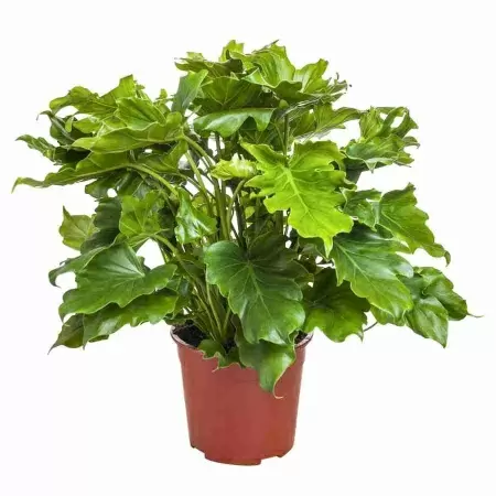 Филодендрон перистонадрезный