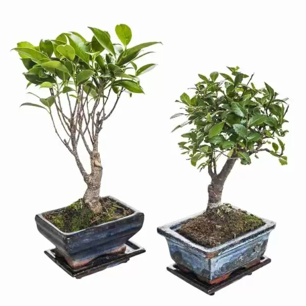 Бонсай фикус микрокарпа Гинсенг