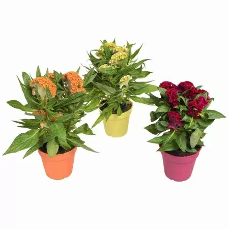 Целозия Кристата