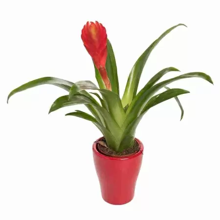 Вриезия Соло