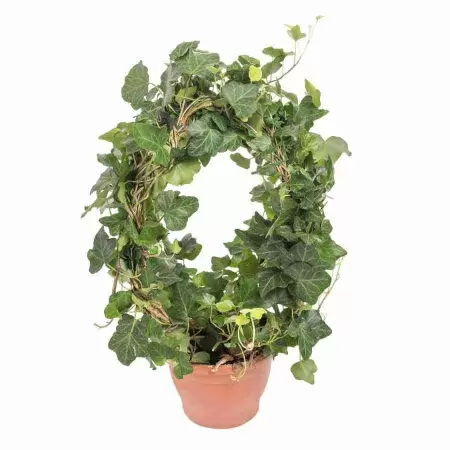 Хедера хеликс Грин двойной обод