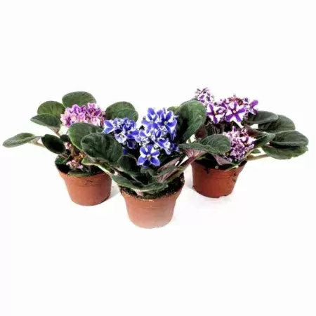 Фиалка Химера