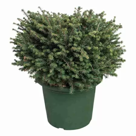 Ель обыкновенная нидиформис