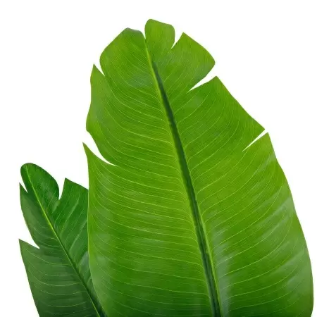 Стрелиция искусственная