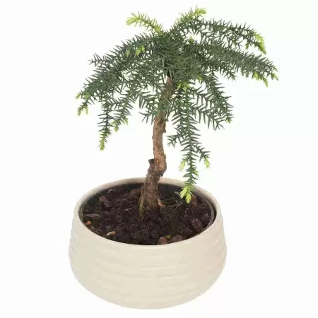 Араукария Узколистная