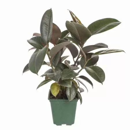 Фикус каучуконосный (эластика) Робуста 4 ст 