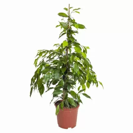 Фикус бенджамина Экзотика 