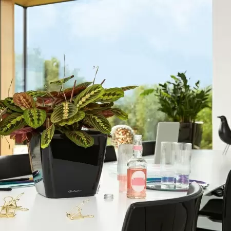 Кашпо Lechuza Quadro LS