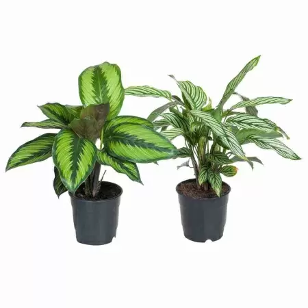 Калатея Пинстрайп