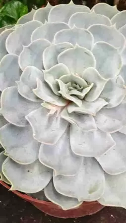 Эхеверия Лилацина фото