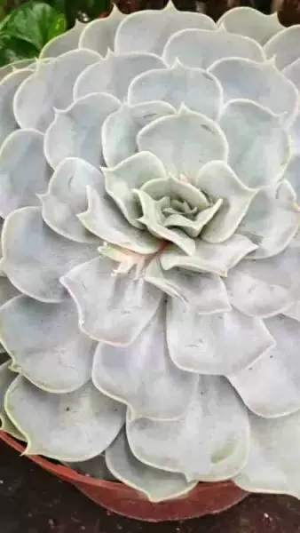 Эхеверия Лилацина