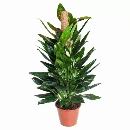 Филодендрон Кобра моссток