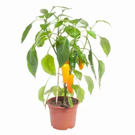 Перец Паприка оранжевый