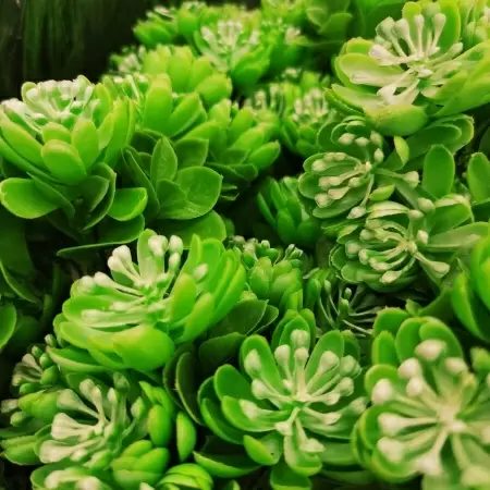 Брассика искусственная