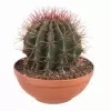 Эхинокактус Грузони красный