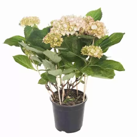 Гортензия Кенделайт